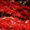 光あびて。。紅い川