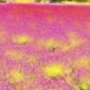 ラベンダー畑はアロマ気分♬