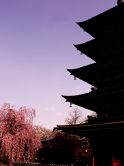 五重塔と桜