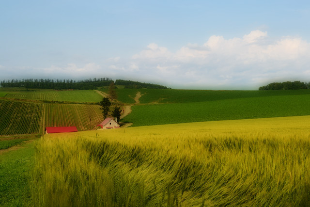 Wind of summer