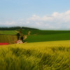 Wind of summer