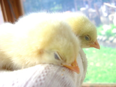 ひよこ