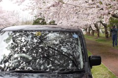 桜☆CAR~