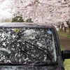 桜☆CAR~