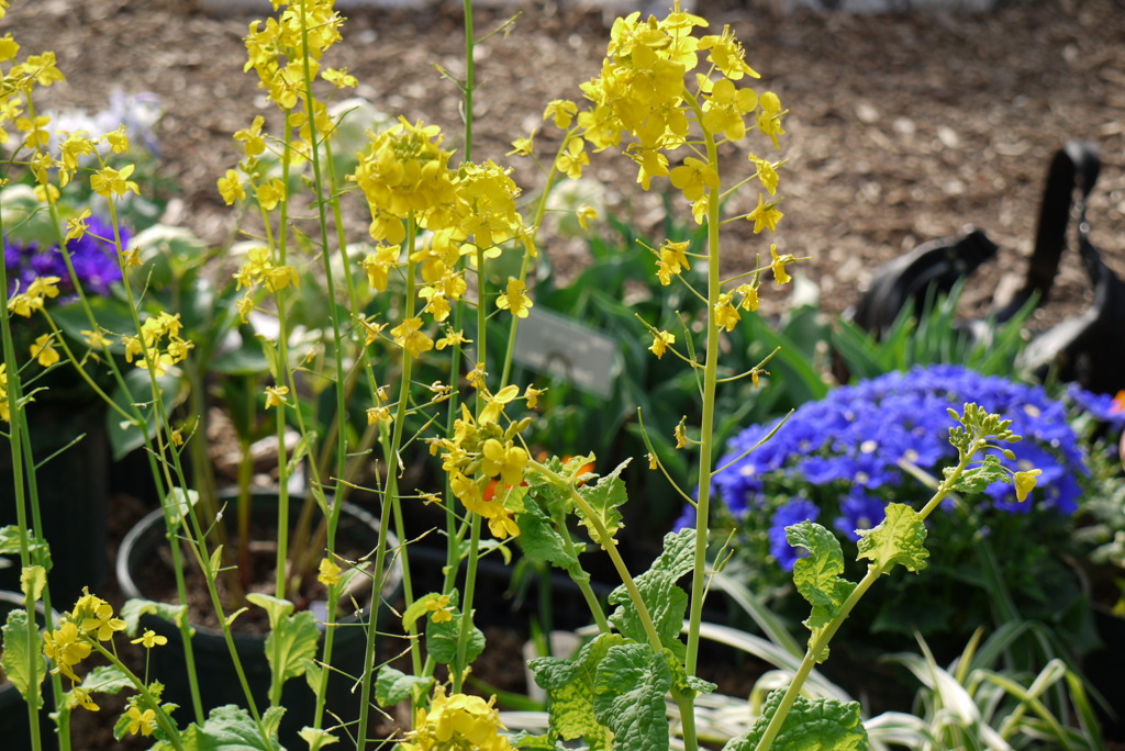 菜の花