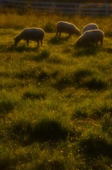 羊たちの夕刻。