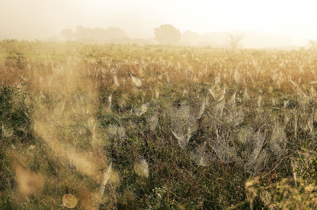 Spiders' heavens