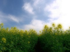 菜の花日和