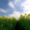 菜の花日和