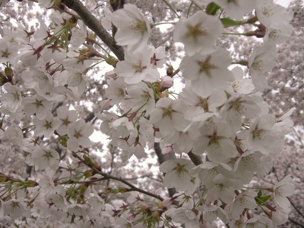 さくら☆
