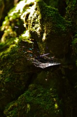 クモの巣だって、キラめいちゃう☆
