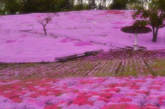 桜色 fantasy*
