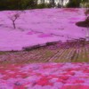 桜色 fantasy*