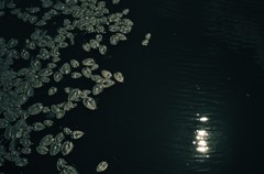 湖に舞う
