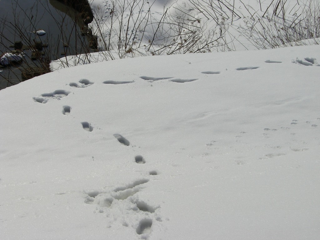 足跡③