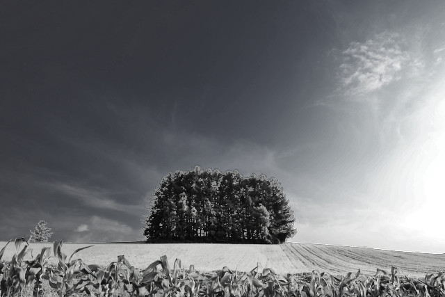Hill of summer