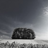 Hill of summer