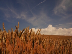 麦と夏の空