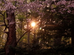 太陽と桜