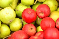 apple