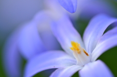 道端の花。