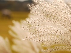 す、すきのタネ