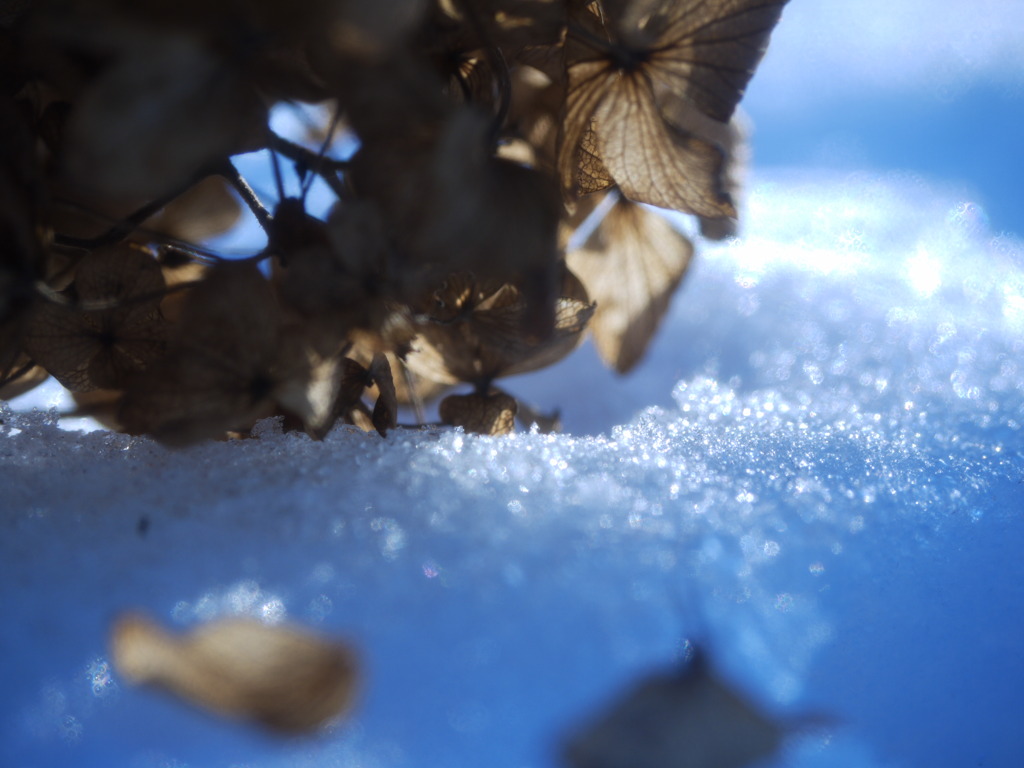 on the ice～１２月の紫陽花～