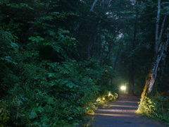 灯りがある道