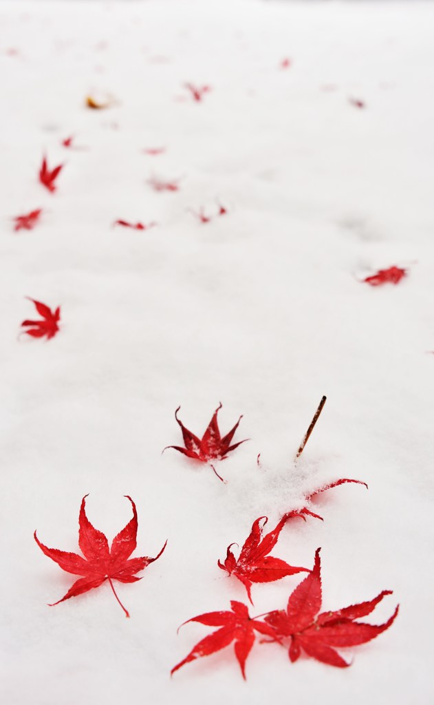 雪紅葉