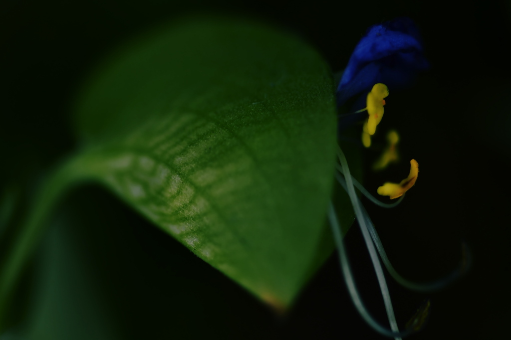 ＊Spiderwort＊