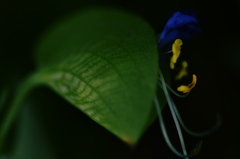 ＊Spiderwort＊