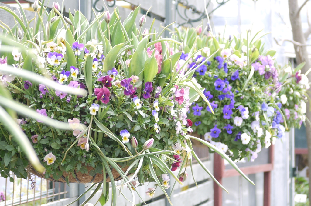 flower shop❁