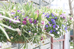 flower shop❁