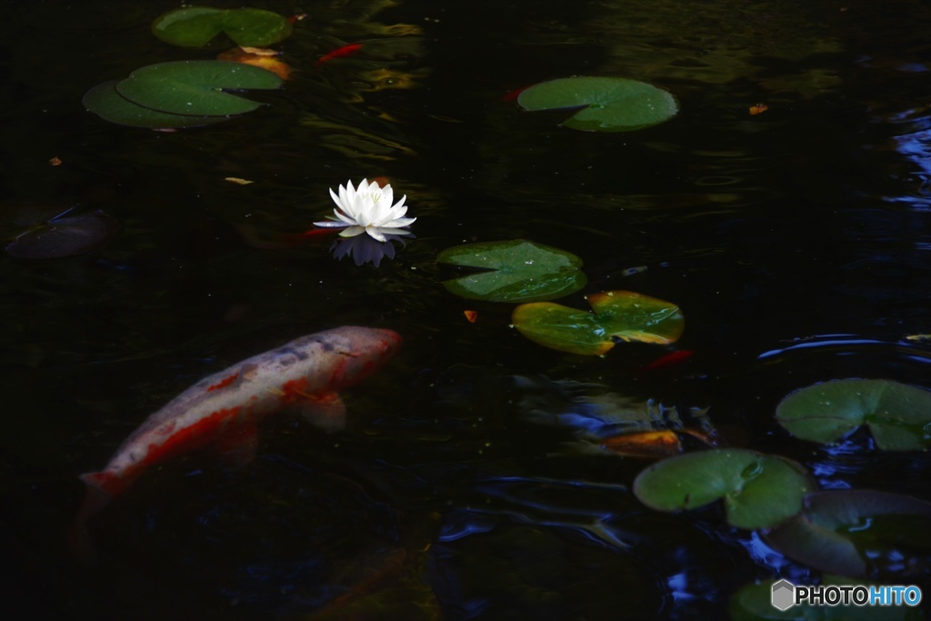 恋一花
