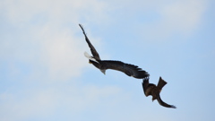Flying Get