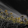 black＆yellow