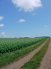 いも畑in北海道