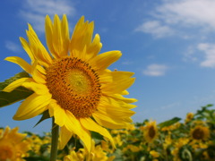 夏の太陽