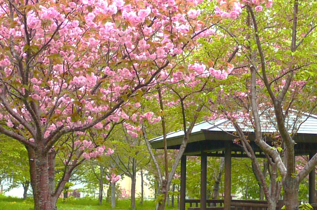 今日の桜