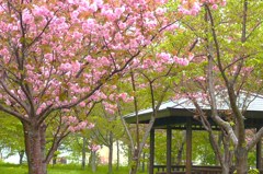 今日の桜
