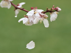 桜・・ひとひら