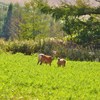 鹿との遭遇
