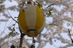 桜☆祭りだぁ～い♪♪
