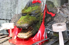 苔龍