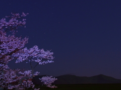 夜桜と山