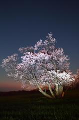 夜桜