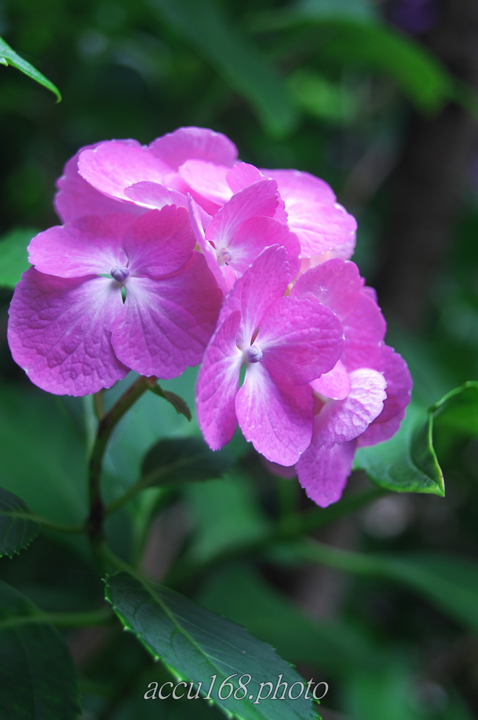 ピンクの紫陽花