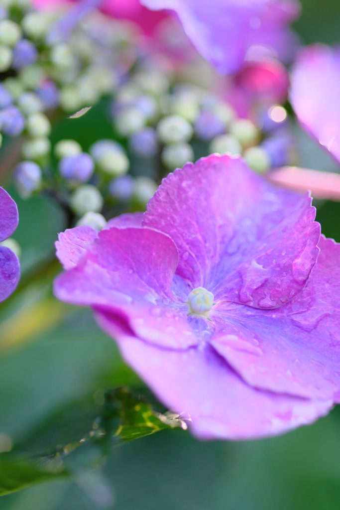 紫陽花のみずみずしさ