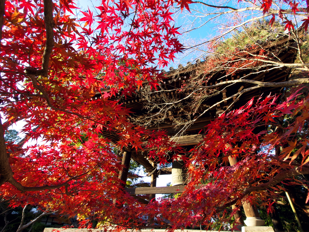紅葉と鐘　壱