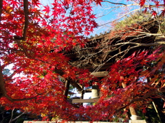 紅葉と鐘　壱